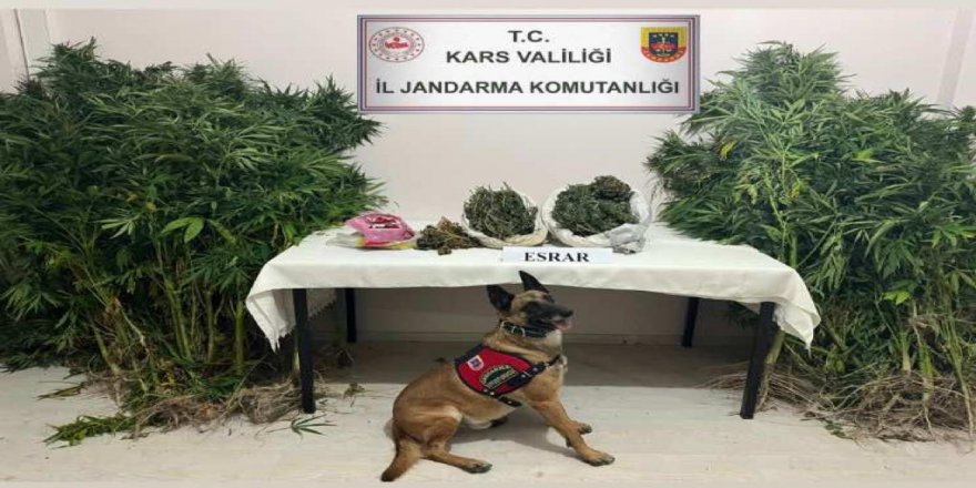 Kars'ta, Jandarmadan Uyuşturucu Operasyonu: 2 Gözaltı 45020.jpg