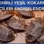 Yavuz (1)