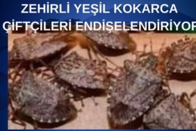 Yavuz (1)