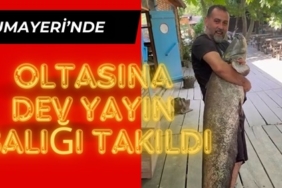 Yavuz
