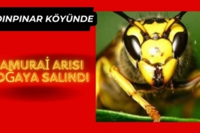 Yavuz
