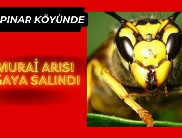 Yavuz