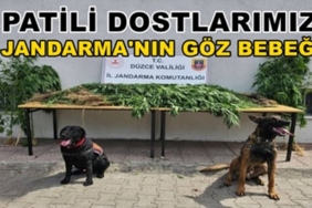 PATİLİ DOSTLARIMIZ