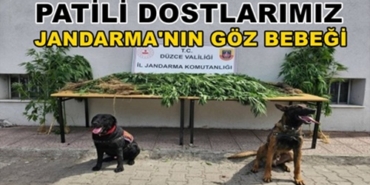 PATİLİ DOSTLARIMIZ