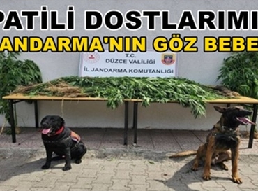 PATİLİ DOSTLARIMIZ
