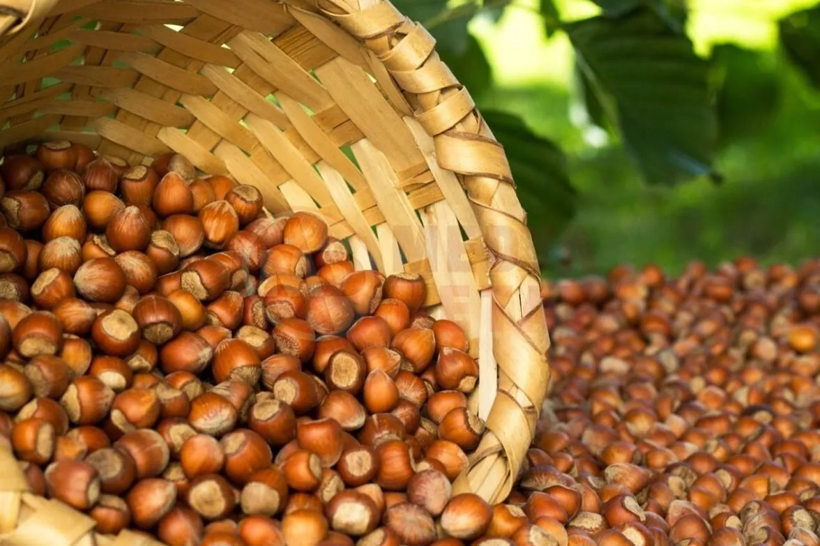 ÜRETİCİ'LER ''TABAN FİYAT'IN ANLAMINI SORUYOR''