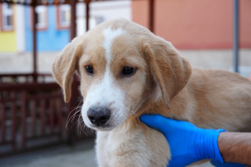 YAVRU KÖPEK ‘ÖZEL’ OKULA TESLİM EDİLDİ YAVRU KÖPEK ‘ÖZEL’ OKULA TESLİM EDİLDİ