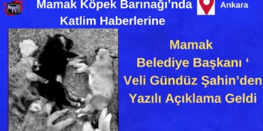 Bir alt başlık ekleyin (2)