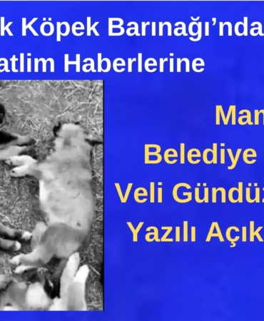 Bir alt başlık ekleyin (2)