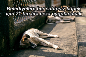 belediyelere-her-sahipsiz-kopek-icin-71-bin-lira-ceza-uygulanacak-3991
