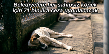 belediyelere-her-sahipsiz-kopek-icin-71-bin-lira-ceza-uygulanacak-3991