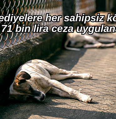 belediyelere-her-sahipsiz-kopek-icin-71-bin-lira-ceza-uygulanacak-3991