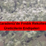 Fındık Üreticisi'nde Rekolte Endişesi Düzce’de Stajyer Avukatlara Vergi Eğitimi Verildi (1)
