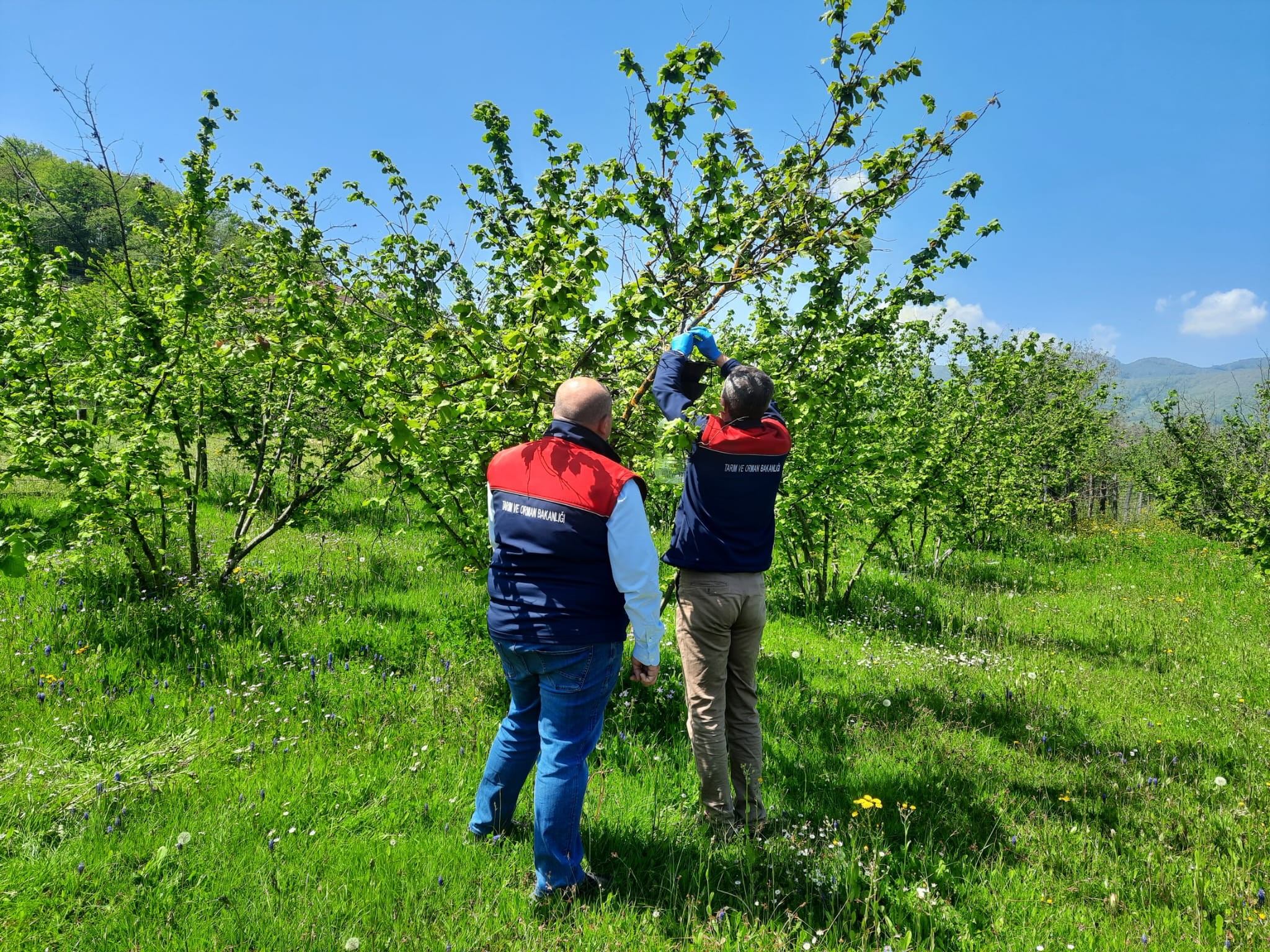 Gümüşova'dan Kahverengi Kokarcaya Karşı Örnek Proje: