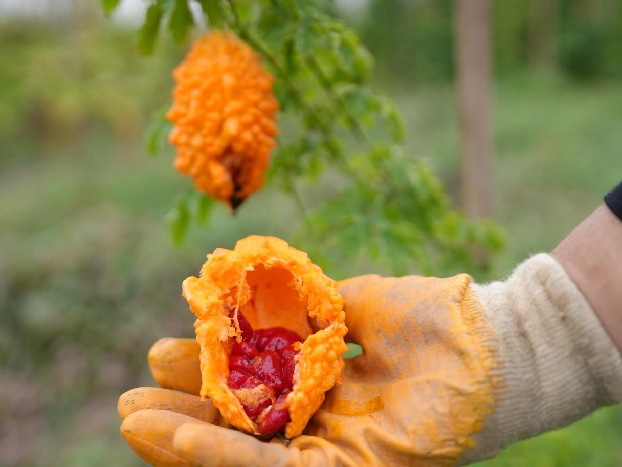 DÜZCE'DE ATA TOHUMU BANKASI KURULUYOR