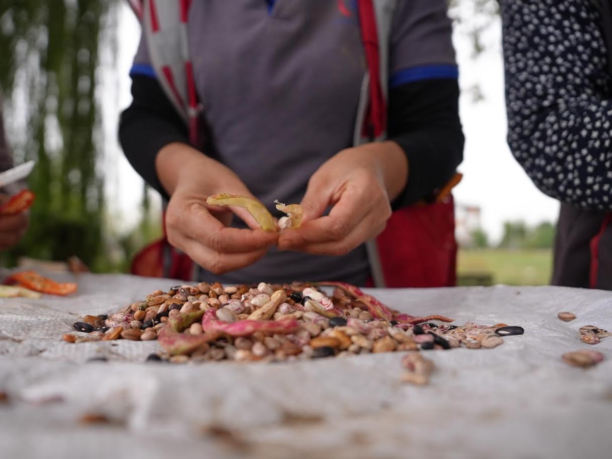 DÜZCE'DE ATA TOHUMU BANKASI KURULUYOR