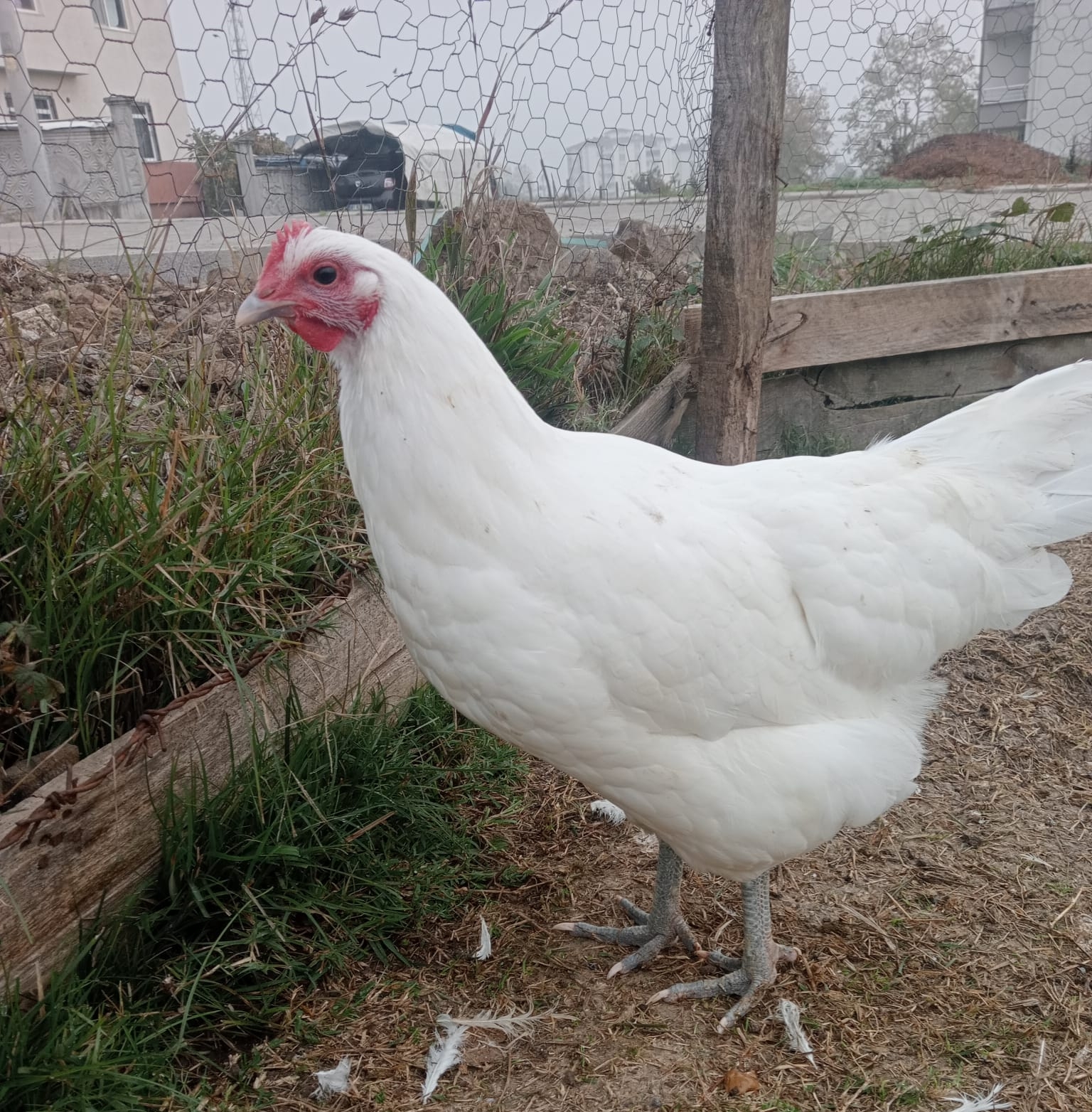 Düzce’de Bir İlk: Alman Uzun Kuyruk Beyaz Australorp Dünyası