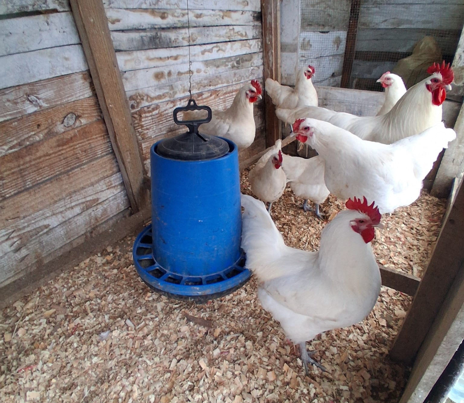 Düzce’de Bir İlk: Alman Uzun Kuyruk Beyaz Australorp Dünyası