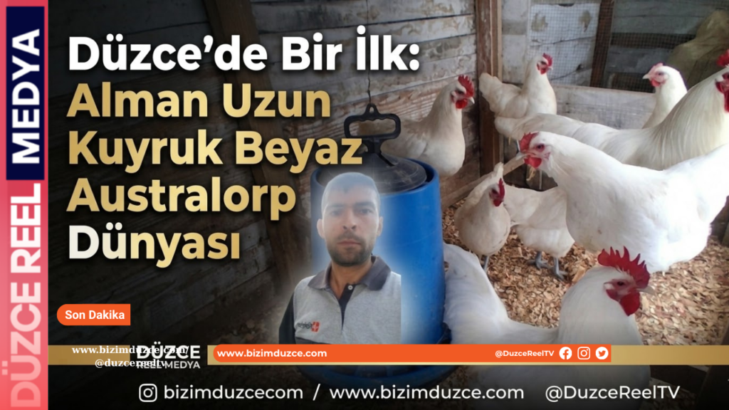 Düzce’de Bir İlk: Alman Uzun Kuyruk Beyaz Australorp Dünyası
