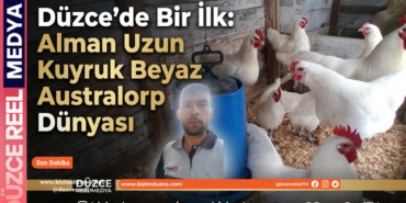 Düzce’de Bir İlk: Alman Uzun Kuyruk Beyaz Australorp Dünyası
