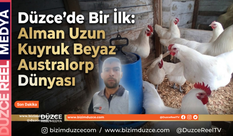 Düzce’de Bir İlk: Alman Uzun Kuyruk Beyaz Australorp Dünyası
