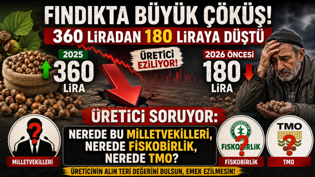 Fındıkta Büyük Çöküş! 360 Liradan 180 Liraya Düştü, Üretici Tepkili