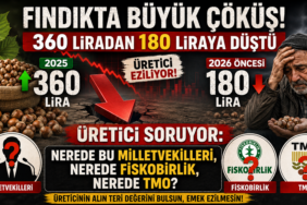 Fındıkta Büyük Çöküş! 360 Liradan 180 Liraya Düştü, Üretici Tepkili