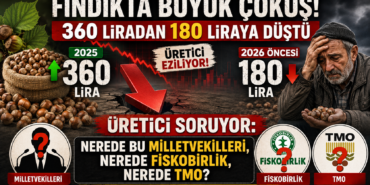 Fındıkta Büyük Çöküş! 360 Liradan 180 Liraya Düştü, Üretici Tepkili