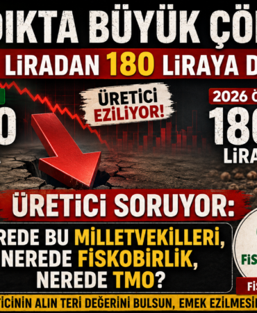 Fındıkta Büyük Çöküş! 360 Liradan 180 Liraya Düştü, Üretici Tepkili