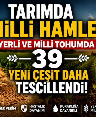 Milli Çeşit Listesi Genişliyor: Yerli Tohum Sayısı 1087’ye Ulaştı