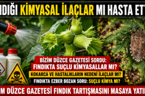 Fındığı Kimyasal İlaçlar mı Hasta Ediyor?