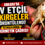 KAYA "O ELİ KIRAR, KEM GÖZÜ KÖR EDERİZ!" thumbnail