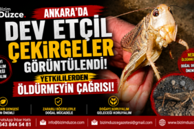 Ankara'da Boyu 15 Santimi Bulan Dev Çekirge İstilası Zannedildi: Gerçek Başka Çıktı! Ankara'da Boyu 15 Santimi Bulan Dev Çekirge İstilası Zannedildi: Gerçek Başka Çıktı!