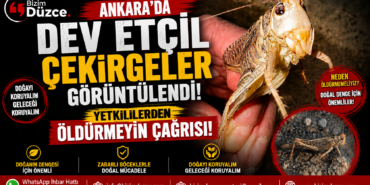 Ankara'da Boyu 15 Santimi Bulan Dev Çekirge İstilası Zannedildi: Gerçek Başka Çıktı! Ankara'da Boyu 15 Santimi Bulan Dev Çekirge İstilası Zannedildi: Gerçek Başka Çıktı!