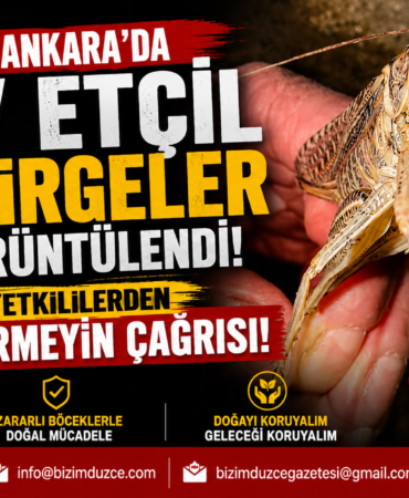 Ankara'da Boyu 15 Santimi Bulan Dev Çekirge İstilası Zannedildi: Gerçek Başka Çıktı!