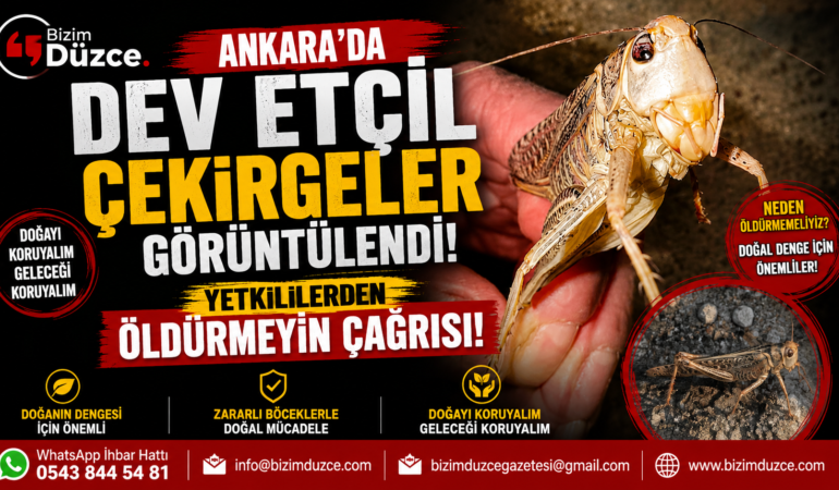 Ankara'da Boyu 15 Santimi Bulan Dev Çekirge İstilası Zannedildi: Gerçek Başka Çıktı!