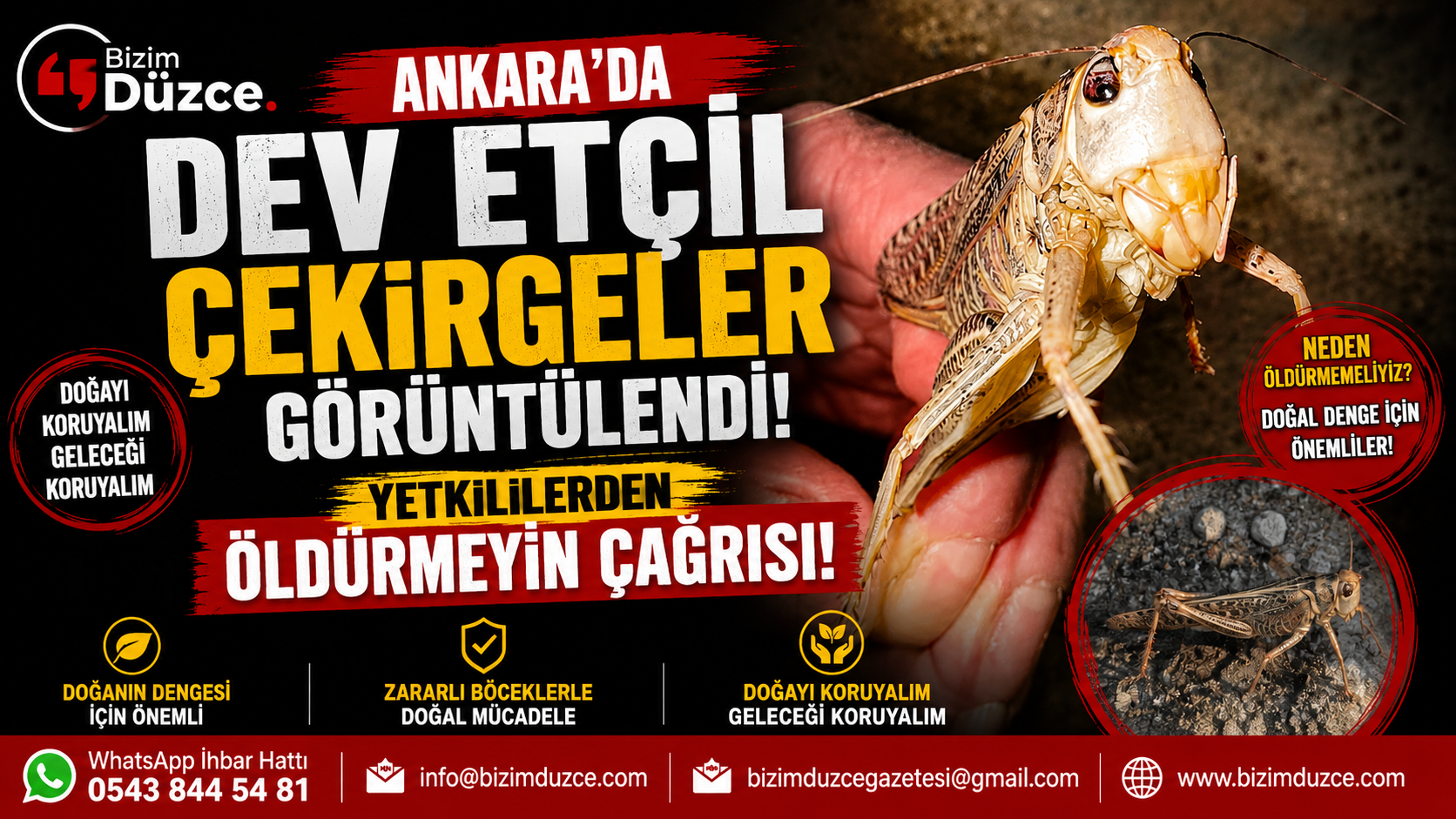 Ankara'da Boyu 15 Santimi Bulan Dev Çekirge İstilası Zannedildi: Gerçek Başka Çıktı!