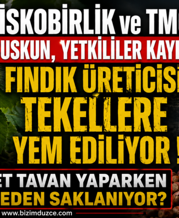 Fındık Üreticisi'nin Çığlığı Kim Duyacak? Fındık Üreticisi'nin Çığlığı Kim Duyacak?