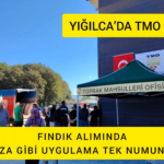 YIĞILCA’DA TMO FINDIK ALIMINDA CEZA GİBİ UYGULAMA TEK NUMUNECİ