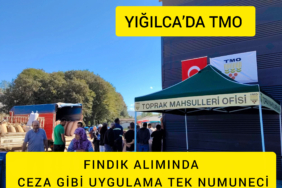 YIĞILCA’DA TMO FINDIK ALIMINDA CEZA GİBİ UYGULAMA TEK NUMUNECİ YIĞILCA’DA TMO FINDIK ALIMINDA CEZA GİBİ UYGULAMA TEK NUMUNECİ