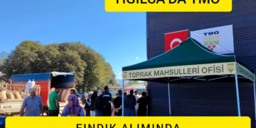 YIĞILCA’DA TMO FINDIK ALIMINDA CEZA GİBİ UYGULAMA TEK NUMUNECİ