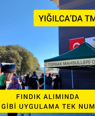 YIĞILCA’DA TMO FINDIK ALIMINDA CEZA GİBİ UYGULAMA TEK NUMUNECİ