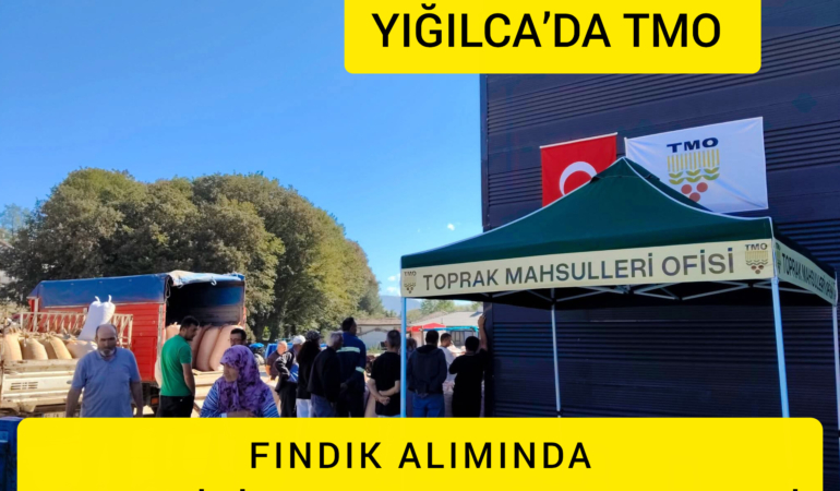 YIĞILCA’DA TMO FINDIK ALIMINDA CEZA GİBİ UYGULAMA TEK NUMUNECİ