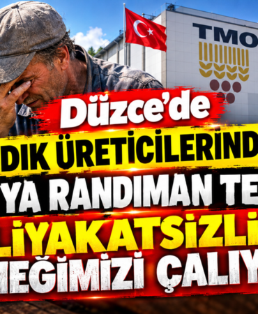Düzce’de Fındık Üreticilerinden TMO’ya Randıman Tepkisi: Düzce’de Fındık Üreticilerinden TMO’ya Randıman Tepkisi:
