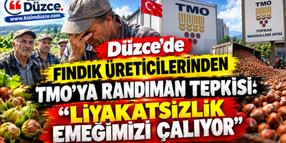 Düzce’de Fındık Üreticilerinden TMO’ya Randıman Tepkisi: Düzce’de Fındık Üreticilerinden TMO’ya Randıman Tepkisi: