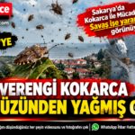 Mücadele Yetersiz Kaldı: Kocaali Kokarcaya Teslim