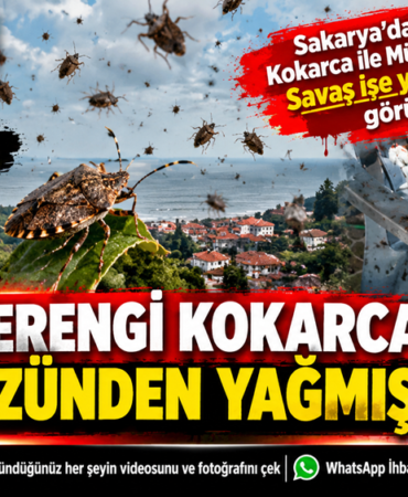 Mücadele Yetersiz Kaldı: Kocaali Kokarcaya Teslim
