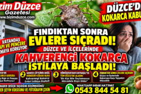 Kahverengi Kokarca Evlere Kadar Girmeye Basladi