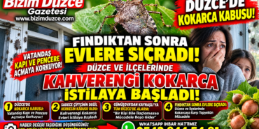 Kahverengi Kokarca Evlere Kadar Girmeye Basladi