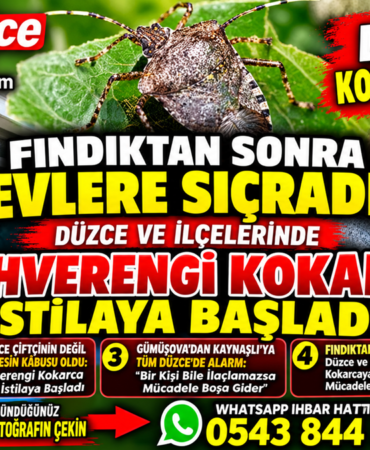 Kahverengi Kokarca Evlere Kadar Girmeye Basladi
